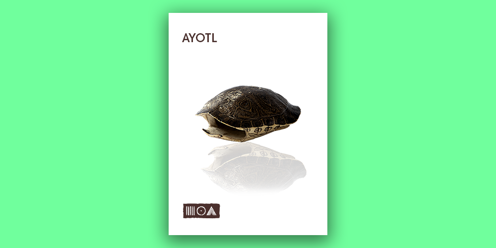 Ayotl main media
